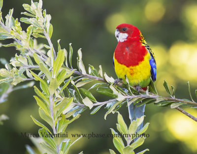 Eastern Rosella - Platycercus eximius