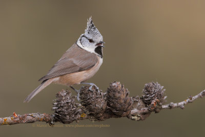 Crested tit - Parus cristatus