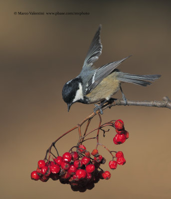 Coal tit - Parus ater