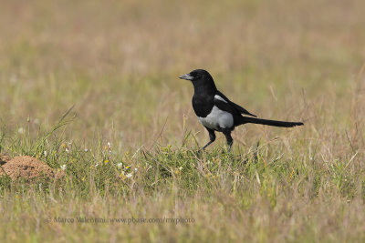 Magpie - Pica pica