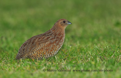 Brown quail - Coturnix ypsilophora