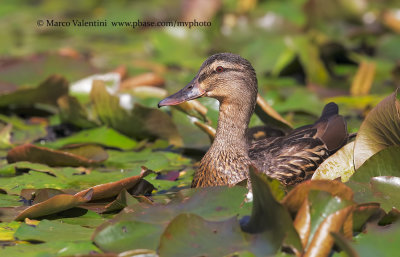 Mallard - Anas plathyrynchos