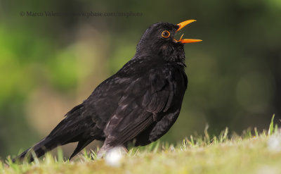 Blackbird - Turdus merula
