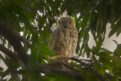 Great-horned Owl - Bubo virginianus