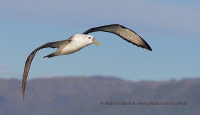 White-capped Mollymawk - Thalassarche cauta