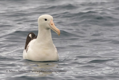 Southern Royal albatross - Diomedea epomophora