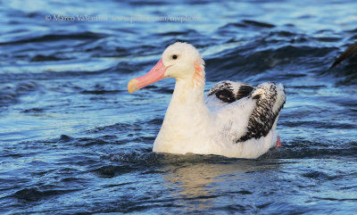 Antipodean Albatross - Diomedea antipodensis