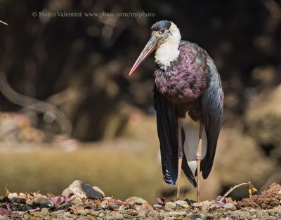 Wolly-necked Stork - Ciconia episcopus