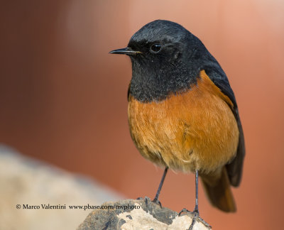 Black redstart - Phoenicurous ochruros