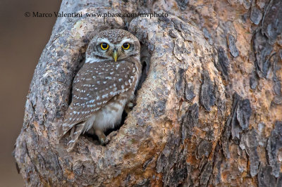 Little spotted owl - Athene brama
