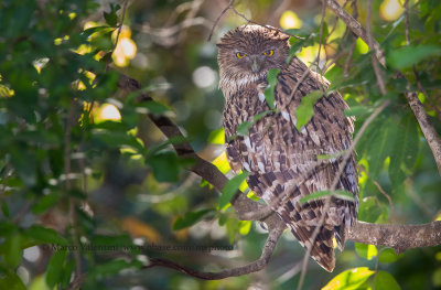 Brown Fishing owl - Ketupa zeylonensis