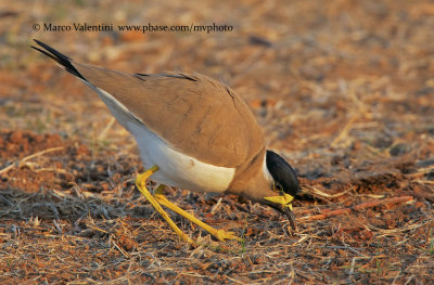 Yellow-wattled Lapwing - Vanellus malabaricus