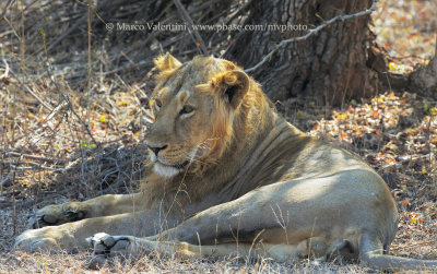 Asiatic lion - Panthera leo persica