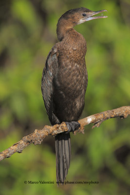 Little Cormorant - Phalacrocorax niger