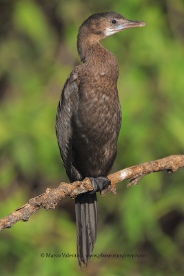 Little Cormorant - Phalacrocorax niger