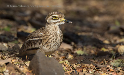 Indian Stone Curlew - Burhinus indicus