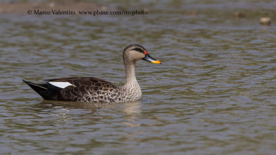 Spot-billed Duck - Anas poecilorhyncha