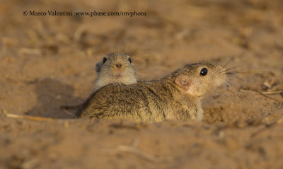 Indian Desert Jird - Meriones hurrianae