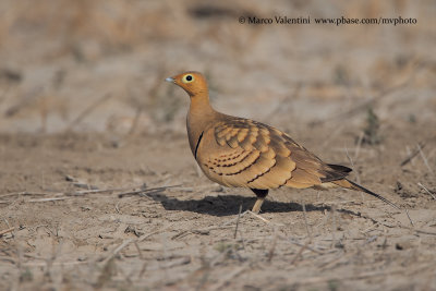 Chestnut-bellied Sandgrouse - Pterocles exustus