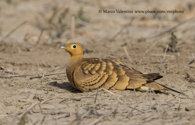 Chestnut-bellied Sandgrouse - Pterocles exustus