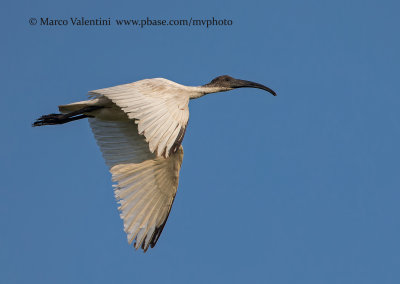Black-headed ibis - Threskiornis melanocephalus