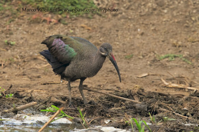 Hadeda ibis - Bostrychia hagedash