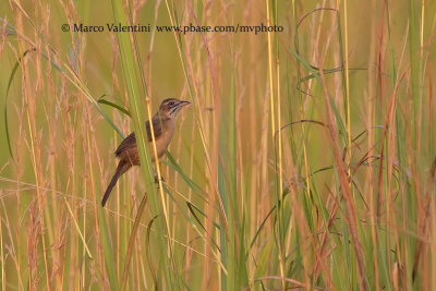 Moustached Grass-warbler - Melocichla mentalis