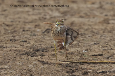 Water Dikkop - Burhinus vermiculatus