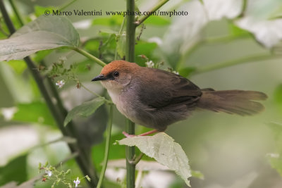 Chubb's Cisticola - Cisticola chubbi