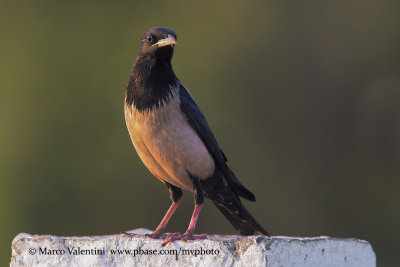 Rosy Starling - Pastor roseus