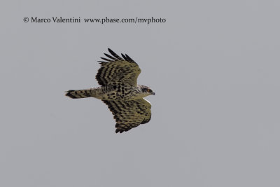 Ayre's Hawk-eagle - Hieraeetus ayresi