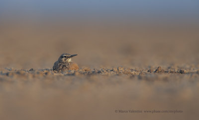 Greater Hoopoe-lark - Alaemon alaudipes
