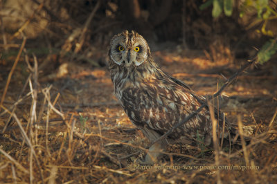 Short-eared Owl - Asio flammeus