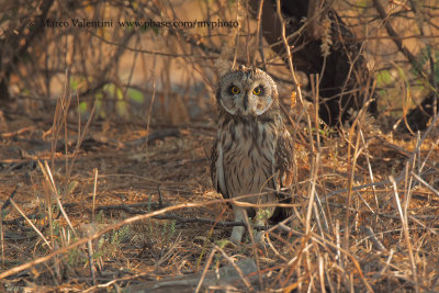 Short-eared Owl - Asio flammeus