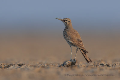 Greater Hoopoe-lark - Alaemon alaudipes