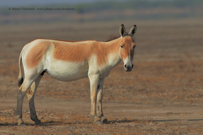 Wild ass - Equus hemionus