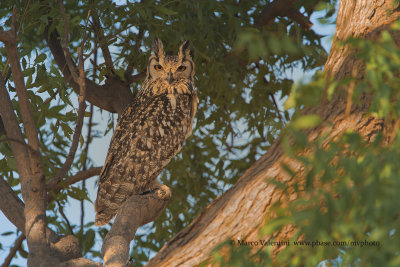 Indian Eagle-owl - Bubo bengalensis