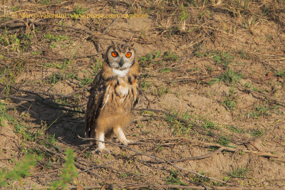Indian Eagle-owl - Bubo bengalensis