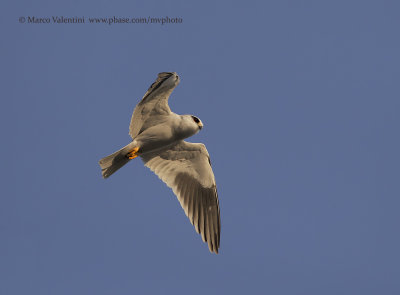 Black-winged Kite - Elanus caeruleus