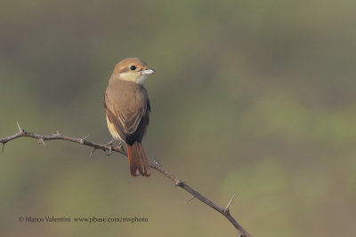 lsabelline Shrike - Lanius isabellinus