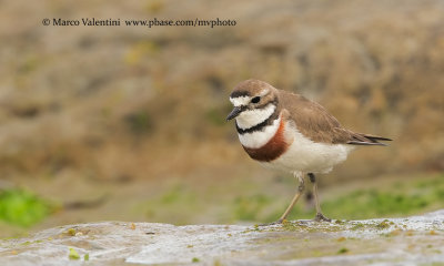 Banded Dotterel - Charadrius bicinctus