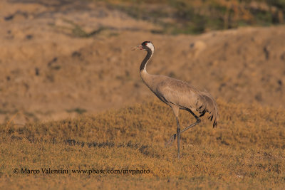 Eurasian crane - Grus grus