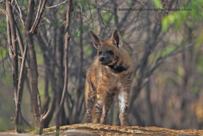 Striped Hyena - Hyaena hyaena