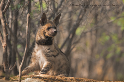 Striped Hyena - Hyaena hyaena