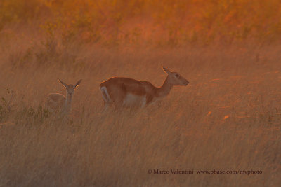 Blackbuck - Antilope cervicapra