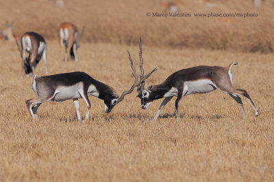 Blackbuck - Antilope cervicapra