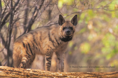 Striped Hyena - Hyaena hyaena