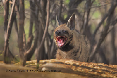 Striped Hyena - Hyaena hyaena