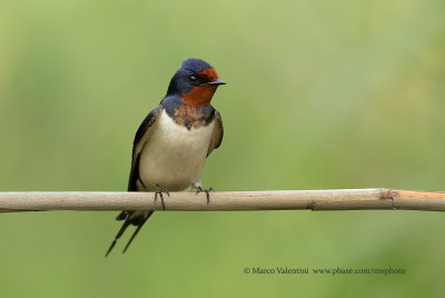 Eurasian swallow - Hirundo rustica