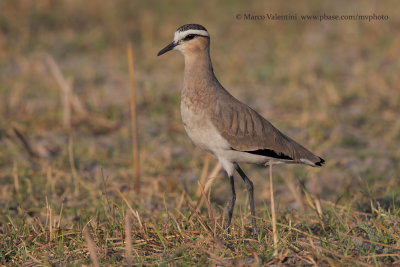 Sociable plover - Vanellus gregarius